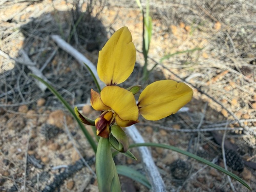 Green Range Donkey Orchid