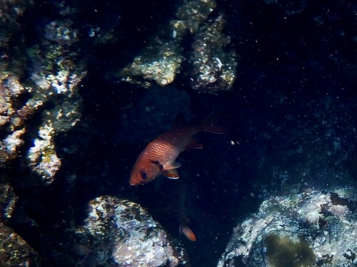 Big-eye soldierfish (Myripristis murdjan) — Holocentridae — 5