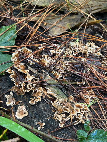 hairy curtain crust