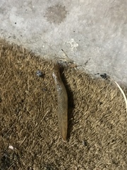 Limacus