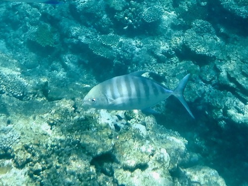 Blue trevally (Carangoides ferdau) — Carangidae — 5