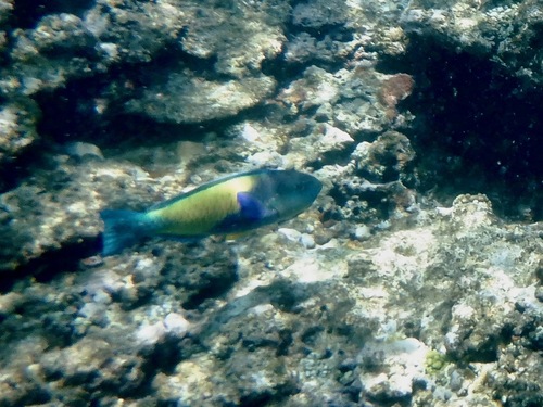 Japanse papegaaivis (Chlorurus japanensis) — Scaridae — 5