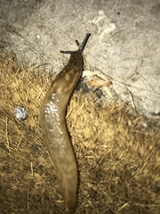 Limacus