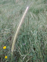 Hordeum spontaneum