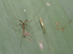 Tetragnatha hasselti