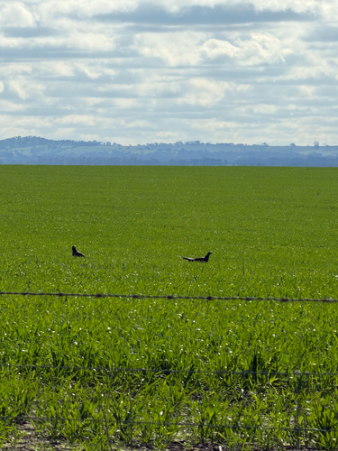 Wedge-tailed Eagle