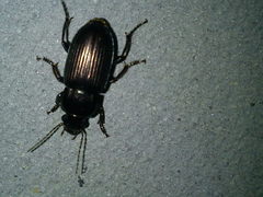 Harpalus distinguendus