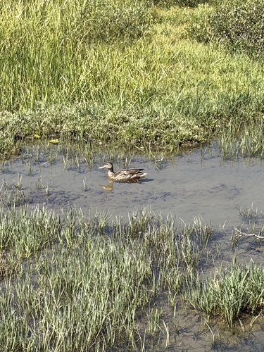 iNaturalist observation photo of Mallard