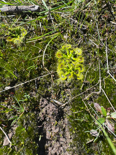 Grassland Sundew