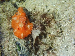 Sclerodoris tuberculata