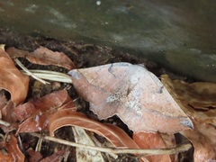 Drepanogynis mixtaria