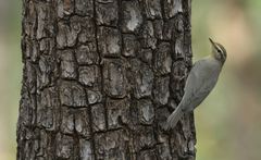 Phylloscopus griseolus