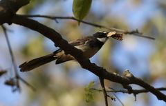 Rhipidura albogularis