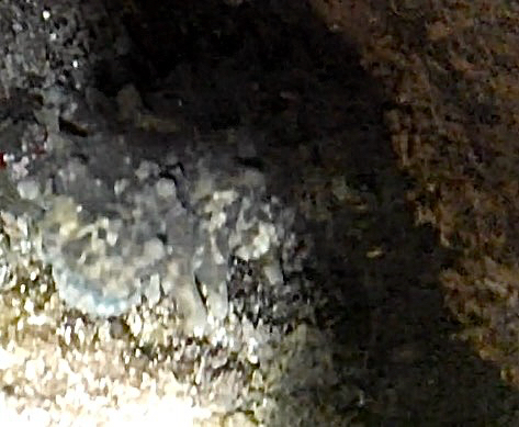 Stichopus observed 2026-07-30