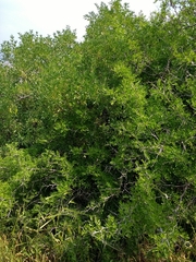 Ziziphus lotus