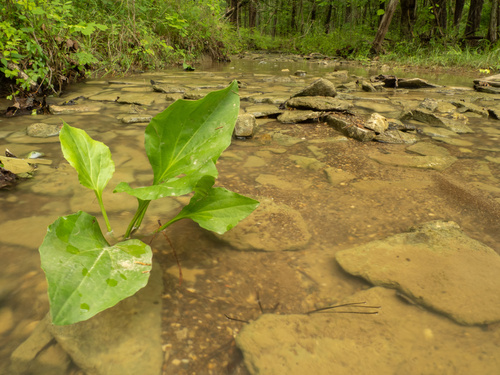 Plantago cordata, photograph 6