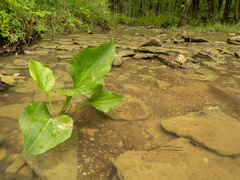 Plantago cordata, photograph (c) Turner Brockman, some rights reserved (CC BY-SA)