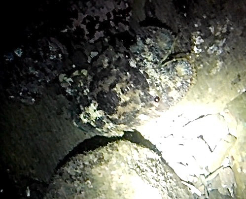 Parribacus antarcticus, 2026-07-30