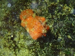 Sclerodoris tuberculata