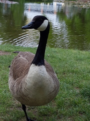Branta canadensis