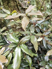 Quercus sessilifolia