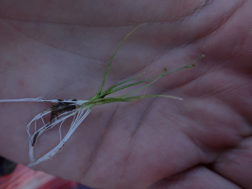 Subularia aquatica, 2026-07-31