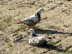 Columba livia domestica