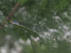 Pseudagrion pruinosum