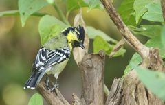 Machlolophus aplonotus