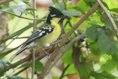 Machlolophus aplonotus