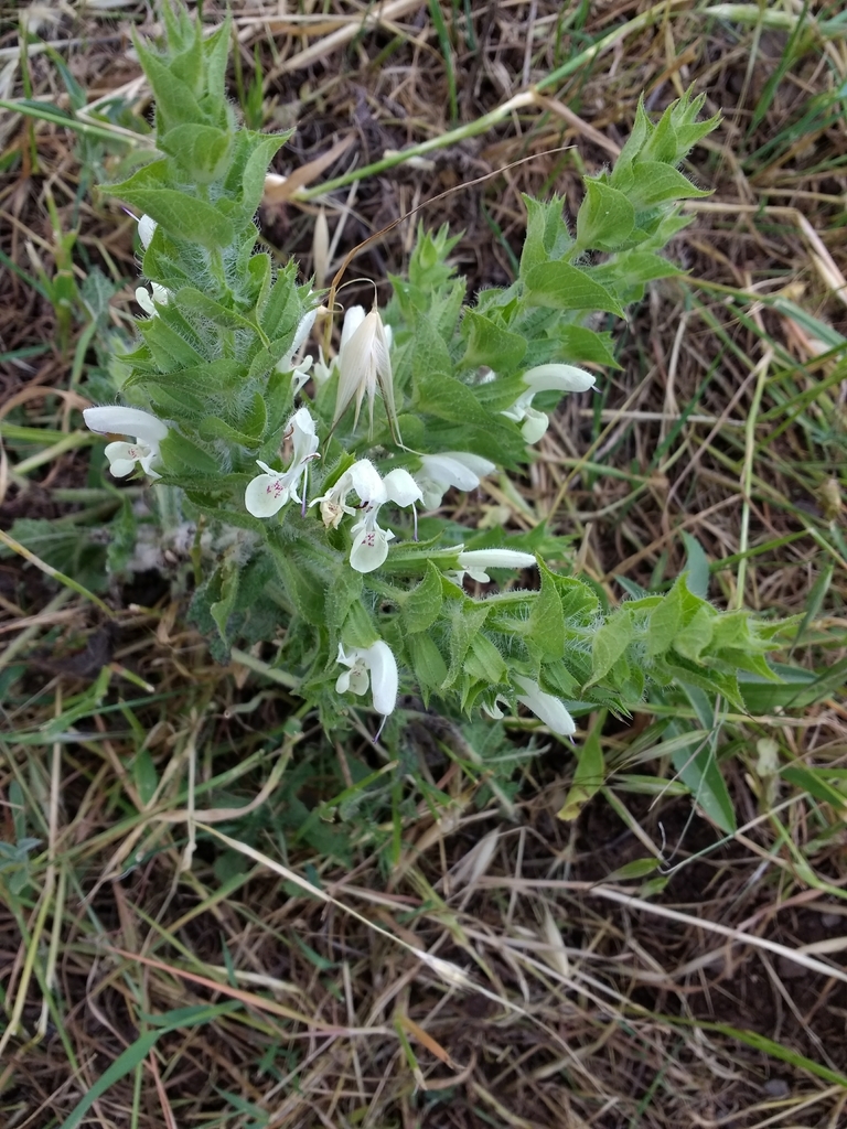 Salvia samuelssonii