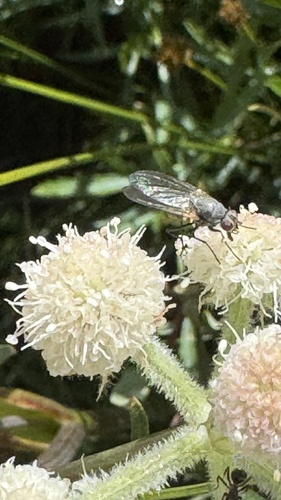 iNaturalist observation photo of Phora