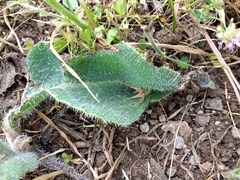 Anchusa strigosa