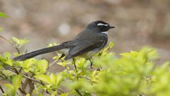 Rhipidura albogularis