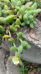 Delosperma echinatum