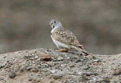 Thinocorus rumicivorus