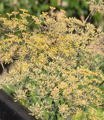 Anethum graveolens, photograph 2