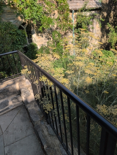 Anethum graveolens, photograph 3