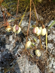 Prangos ferulacea