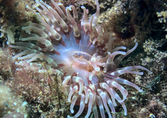 Urticina felina