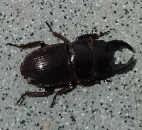 Aegus kandiensis