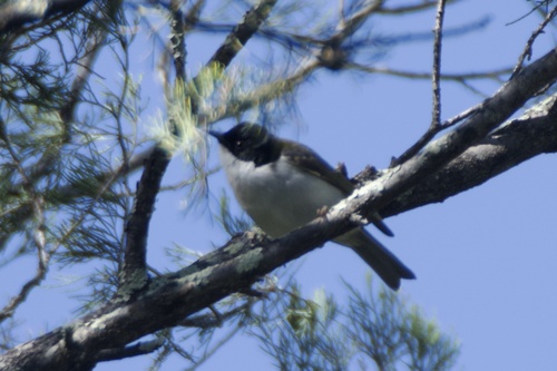 White-naped Honeyeater