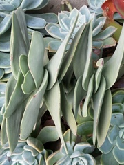 Crassula perfoliata