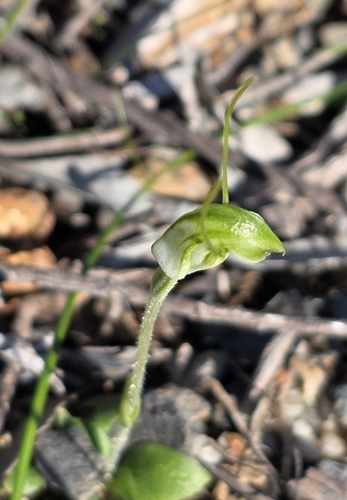 dwarf greenhood