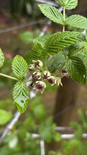 Rubus niveus