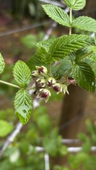 Rubus niveus, photograph (c) Nicollas Michels, some rights reserved (CC BY-SA)