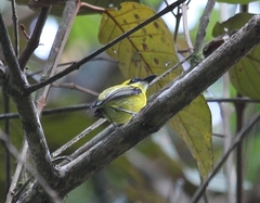 Todirostrum chrysocrotaphum