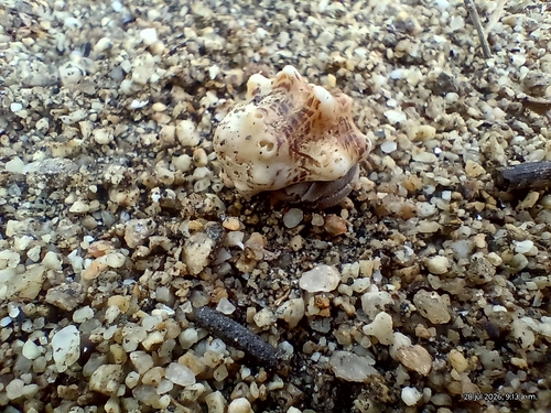 Mancinella speciosa, 2026-07-28