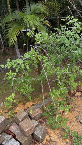 Rubus niveus, photograph 2