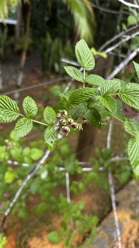 Rubus niveus, photograph 3